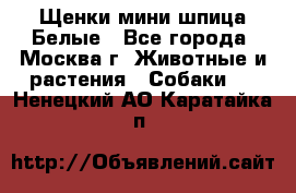Щенки мини шпица Белые - Все города, Москва г. Животные и растения » Собаки   . Ненецкий АО,Каратайка п.